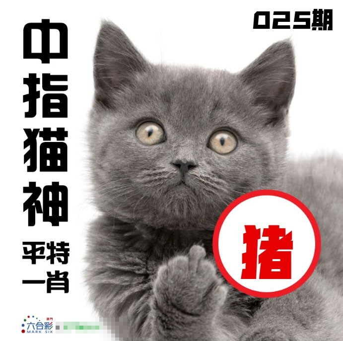 025期中指猫神[图]